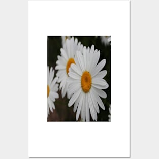 Daisies Photo Posters and Art